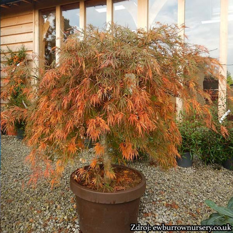 Ornatum acer palmatum javor dlaňovitolistý C3L/ 30-40