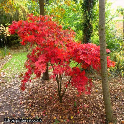 Ôsakazuki acer palmatum javor dlaňovitolistý C3L/ 30-40