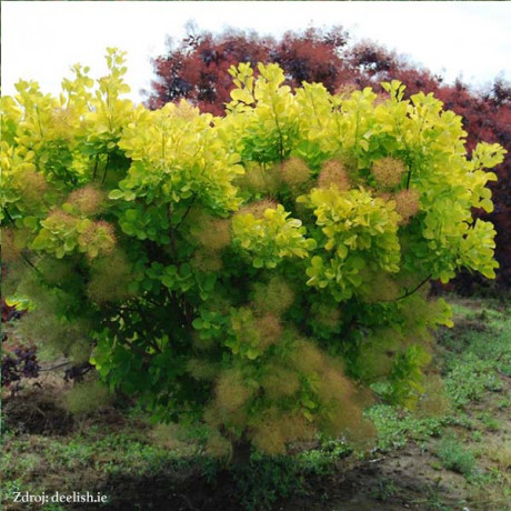 Golden Spirit / Ancot cotinus coggygria škumpa C3L/ 30-40