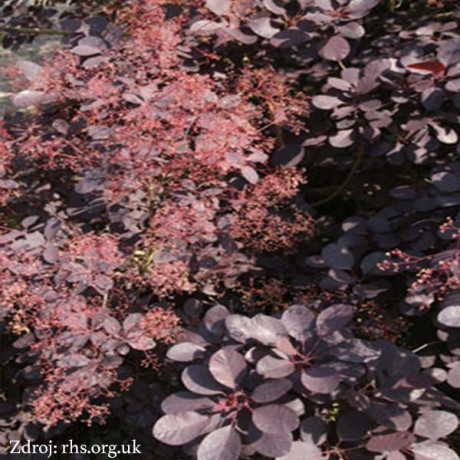 Rubrifolius Group cotinus coggygria škumpa C3L/ 40-50