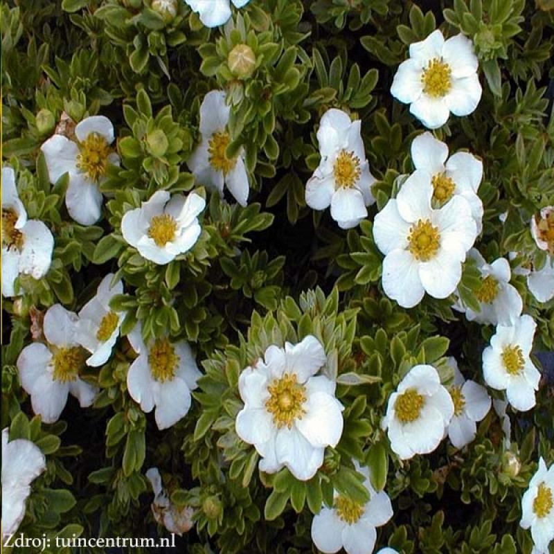 Tilford Cream potentilla fruticosa nátržník krovitý C1.5L/ 25-40