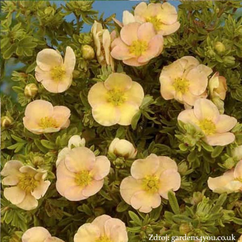 Daydawn potentilla fruticosa nátržník krovitý C1.5L/ 25-40