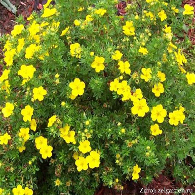 Elizabeth potentilla fruticosa nátržník krovitý C1.5L/ 25-40