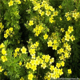 Gold Drop / Farreri potentilla fruticosa nátržník ..