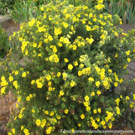 Gold Finger potentilla fruticosa nátržník krovitý C1.5L/ 25-40