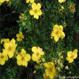 Goldstar potentilla fruticosa nátržník krovitý C1...