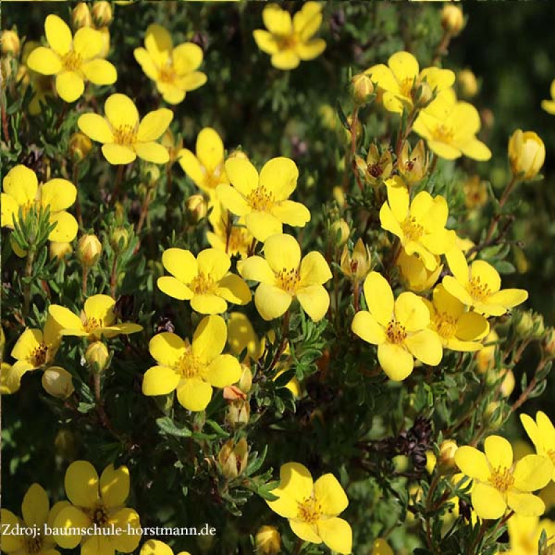 Goldteppich potentilla fruticosa nátržník krovitý C1.5L/ 25-40