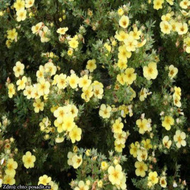 Katherine Dykes potentilla fruticosa nátržník krov..