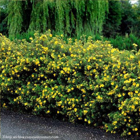 Klondike potentilla fruticosa nátržník krovitý C1.5L/ 25-40