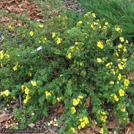 Longacre potentilla fruticosa nátržník krovitý C1.5L/ 25-40