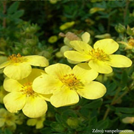 Maanelys potentilla fruticosa nátržník krovitý C1.5L/ 25-40