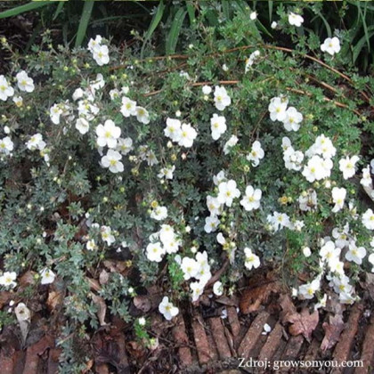 Manchu potentilla fruticosa nátržník krovitý C1.5L/ 25-40