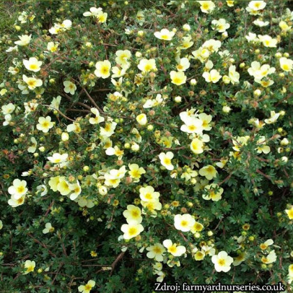 Primrose Beauty potentilla fruticosa nátržník krovitý C1.5L