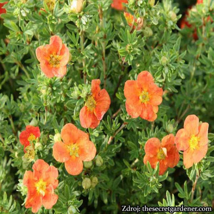 Red Ace potentilla fruticosa nátržník krovitý C1.5L/ 25-40