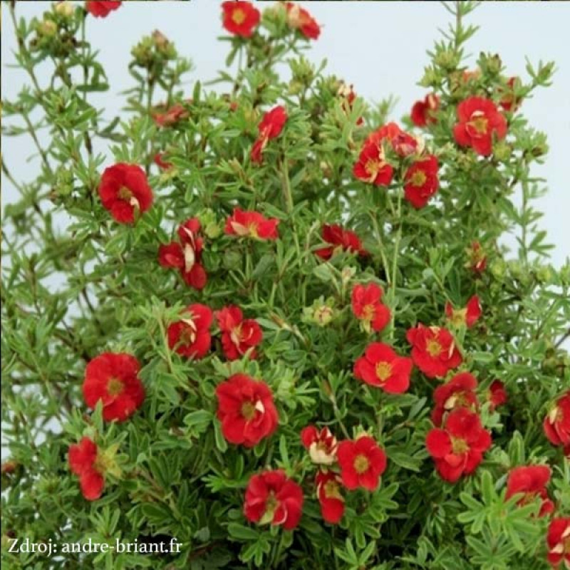 Red Lady potentilla fruticosa nátržník krovitý C1.5L/ 25-40