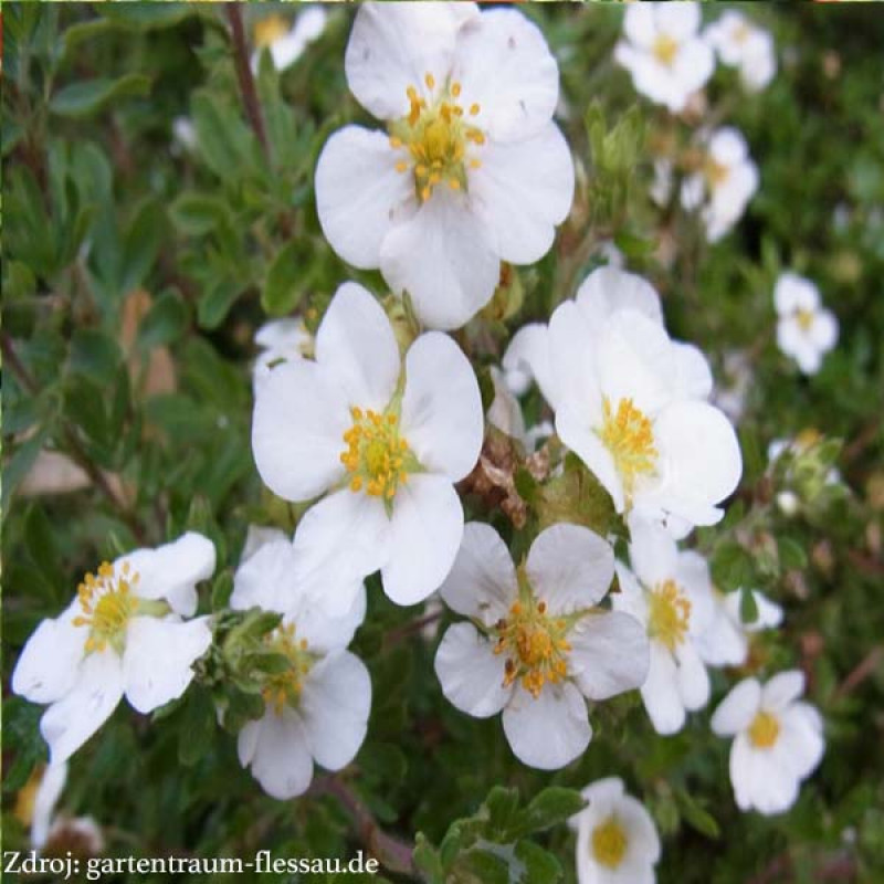 Snowflake potentilla fruticosa nátržník krovitý C1.5L/ 25-40