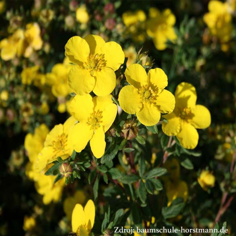 Sommerflor potentilla fruticosa nátržník krovitý C1.5L/ 25-40