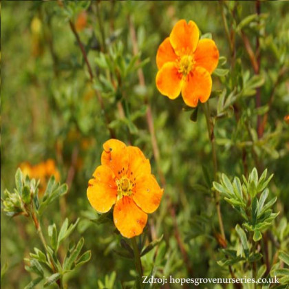 Sunset potentilla fruticosa nátržník krovitý C1.5L/ 25-40