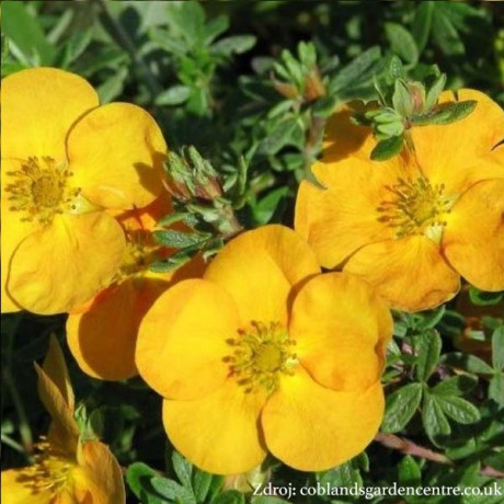 Tangerine potentilla fruticosa nátržník krovitý C1.5L/ 25-40