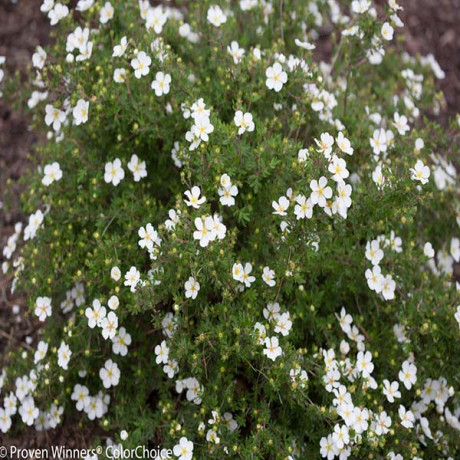 White Lady potentilla fruticosa nátržník krovitý C1.5L/ 25-40