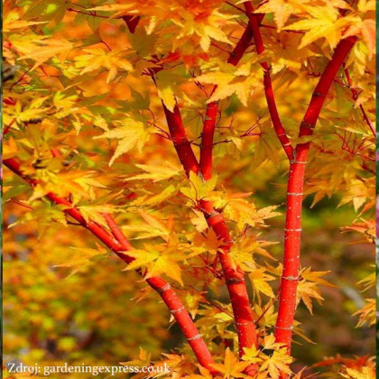 Sangokaku acer palmatum javor dlaňovitolistý C3L/ 40-60