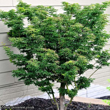 Shishigashira acer palmatum javor dlaňovitolistý C3L/ 30-40