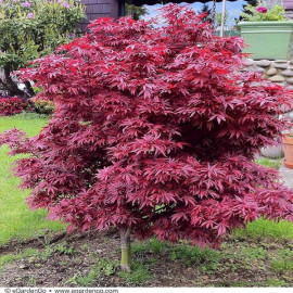 Shaina acer palmatum javor dlaňovitolistý C3L/ 30-..