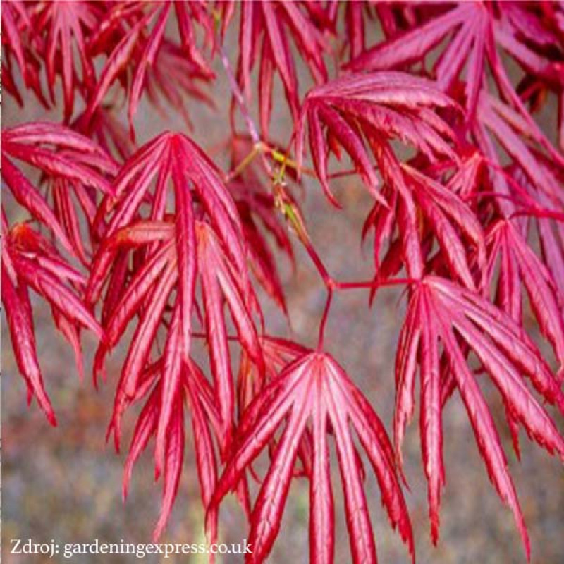 Trompenburg acer palmatum javor dlaňovitolistý C3L/ 30-40