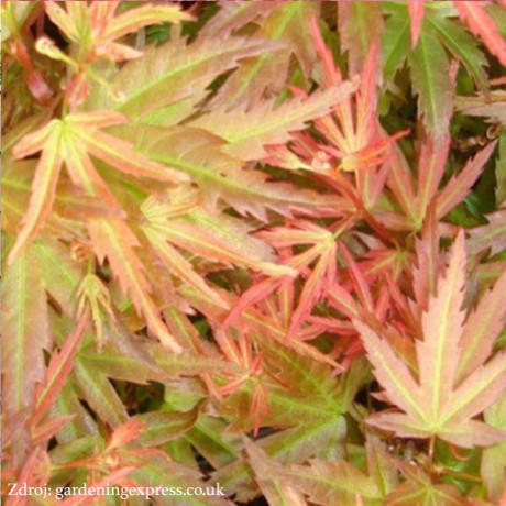 Wilson's Pink Dwarf acer palmatum javor dlaňovitolistý C3L/ 30-40