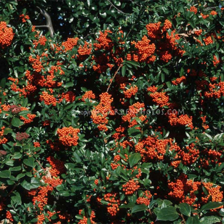 Mohave pyracantha coccinea hlohyňa C2L/ 30-40