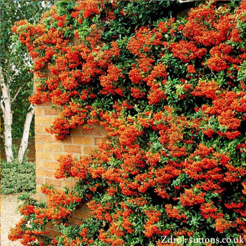 Orange Glow pyracantha coccinea hlohyňa C2L/ 30-40