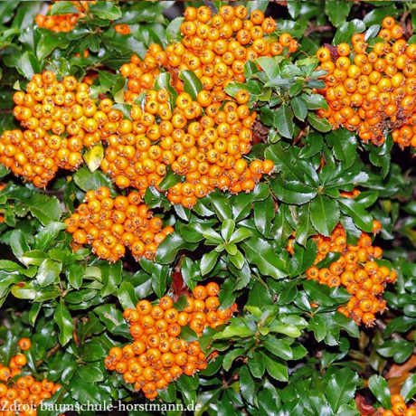 Teton pyracantha coccinea hlohyňa C2L/ 30-40