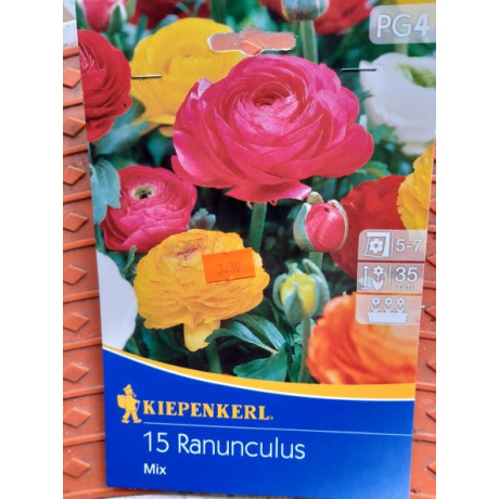 Iskerník ranunculus cibule okrasné 15ks 