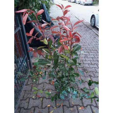 Red Robin Photinia červienka v bale 100-125cm