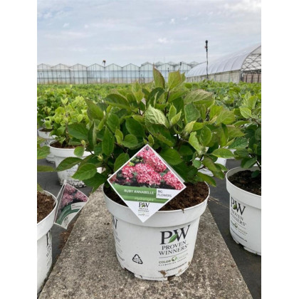 Ruby Annabelle hydrangea arborescens hortenzia C3L