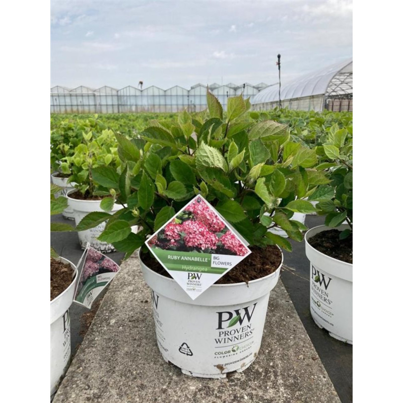 Ruby Annabelle hydrangea arborescens hortenzia C3L