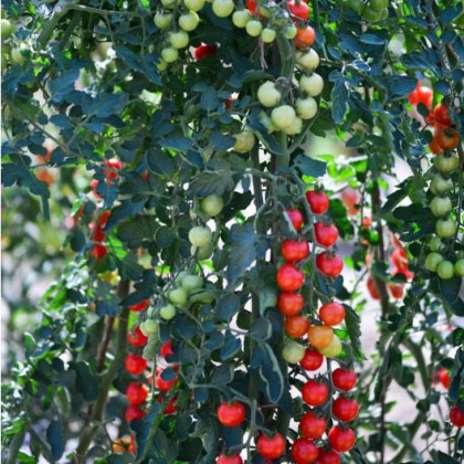 Rubylicious F1 kolíková paradajka cherry odolná plesni 10 semien