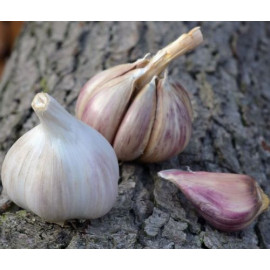 Rusinka cesnak ozimný ruský ostrý paličiak 4 hlávk..