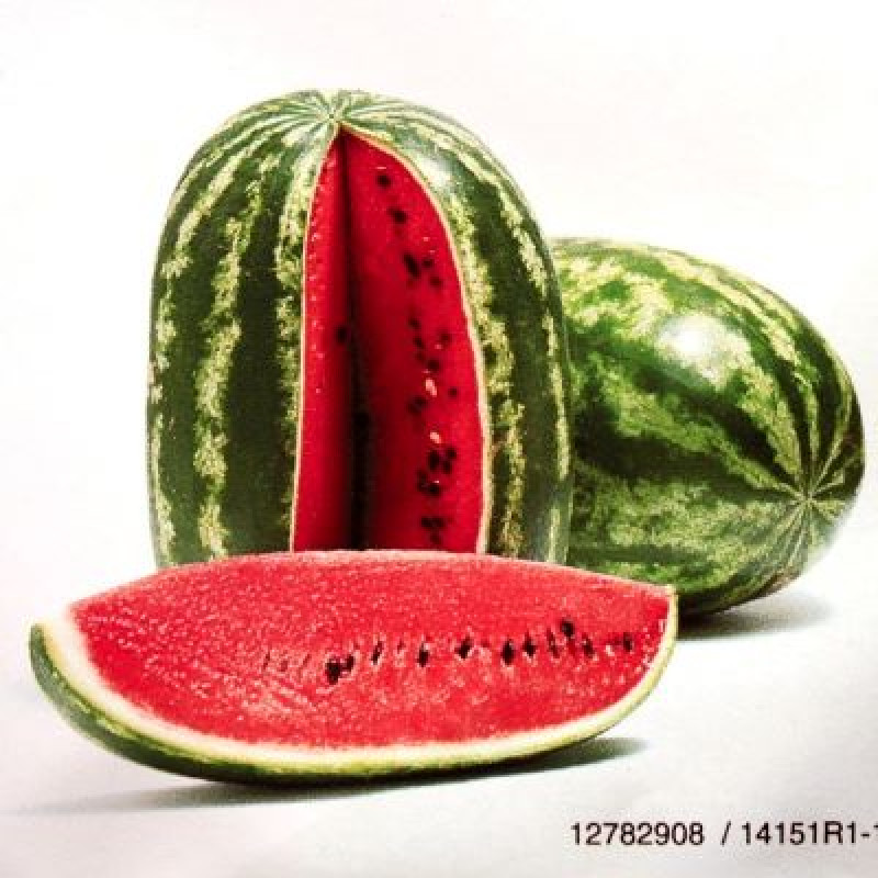 Santa Matilde melón oválny pásikavý vynikajúci náhrada Melania F1  100 semien
