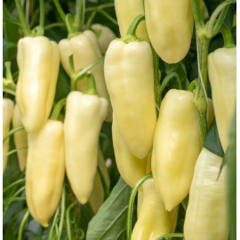 Bravia F1 paprika sladká dlhé mäsité plody balenie..