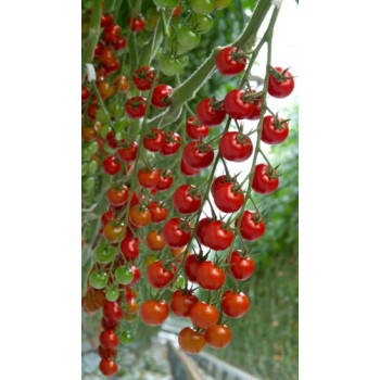 Cheramy F1 rajčiak cherry balenie 100 semien