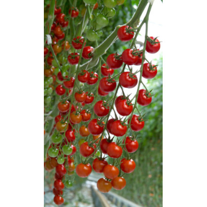 Cheramy F1 rajčiak cherry balenie 100 semien