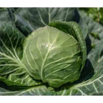 Felissima F1 Kapusta balenie 2500 semien