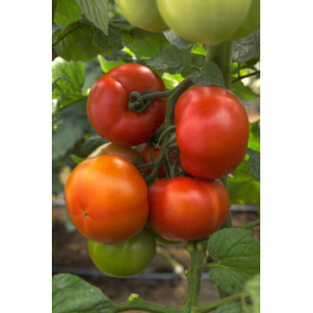 Gaheris F1 rajčiak balenie 100 semien