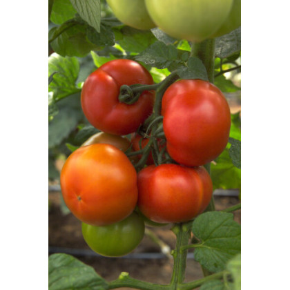 Gaheris F1 rajčiak balenie 100 semien