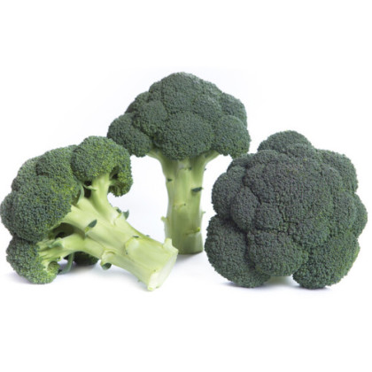 Larsson F1 Brokolica semená balenie 2500 semien PR