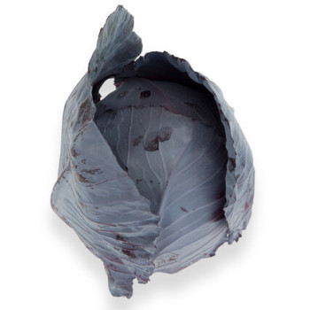 Redma F1 Kapusta červená balenie 2500 semien