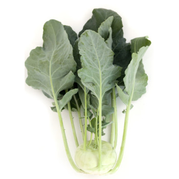 Terek F1 kaleráb veľmi skorý balenie 2500 semien