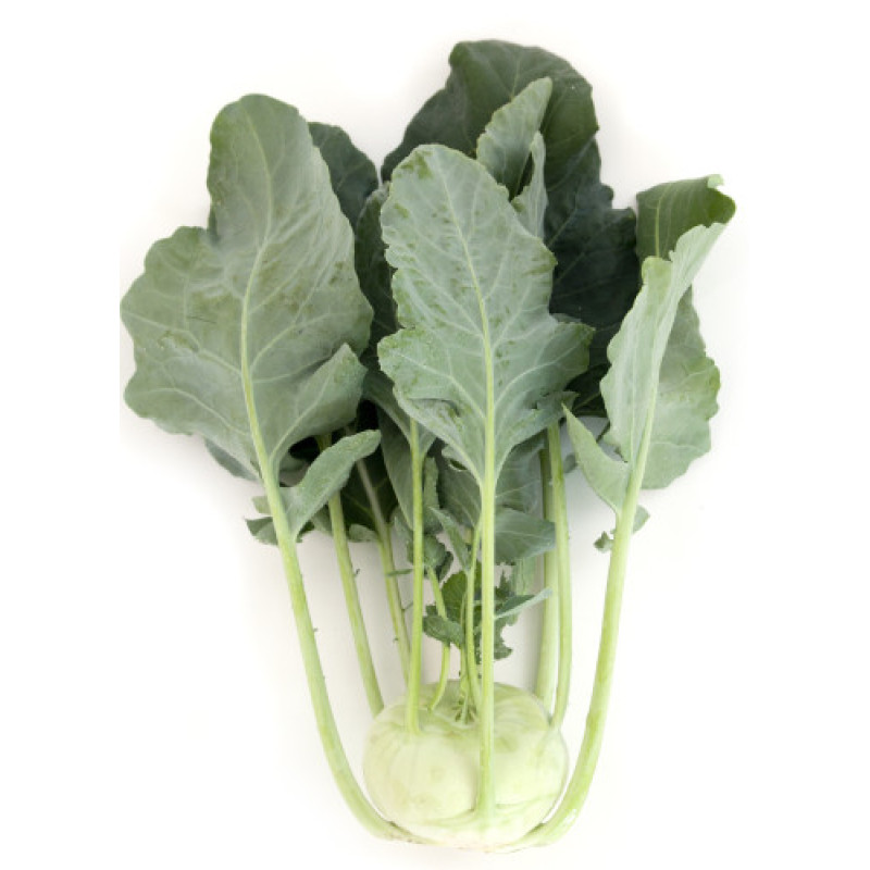 Terek F1 kaleráb veľmi skorý balenie 2500 semien