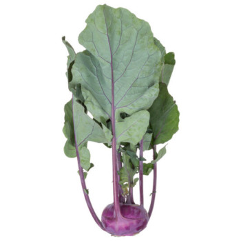 Ukza F1 kaleráb nepraskajúci balenie 2500 semien